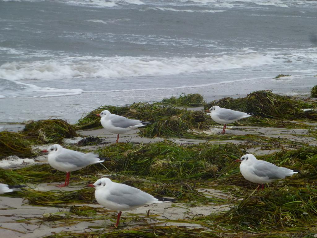 Strandlaeufer Zempin Ruang foto