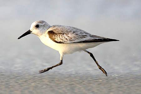 Strandlaeufer Zempin Bagian luar foto